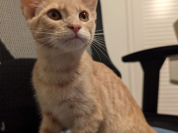 PXL_20260401_020114243.MP