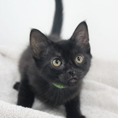Pete