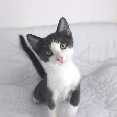 Pog2 IMG_1126