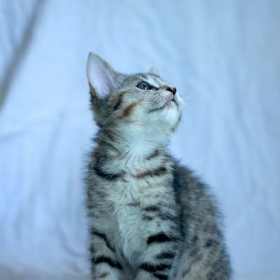 Poof1 IMG-1146 (1)