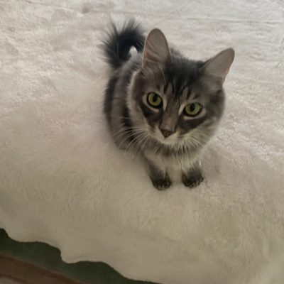 Potato (2)