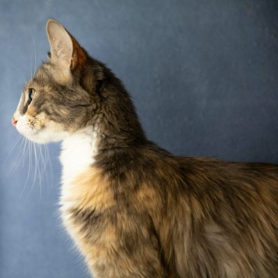 Rosemary02 _N5A7664