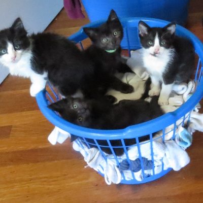 SesameKittens