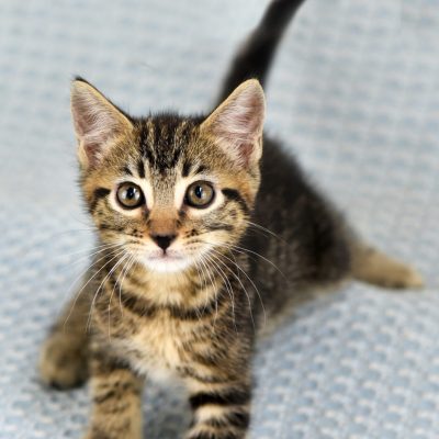 Sibley2 2023-07-25 Parks Kittens 5