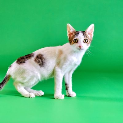 Sneezy02 IMG_1661