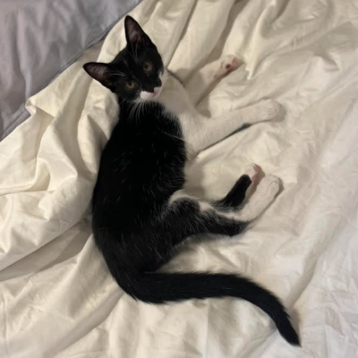 Sylvester (1)