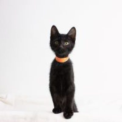 Tapatio