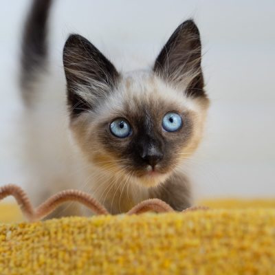 Telemundo02 any 8-19-25-kittens-lana-1