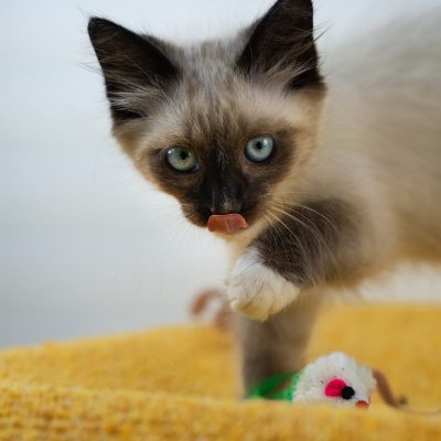 Telemundo03 any 8-19-25-kittens-lana-3