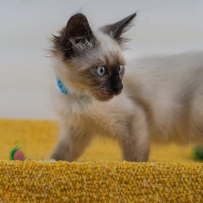 Telemundo11 blue 8-19-25-kittens-lana-13