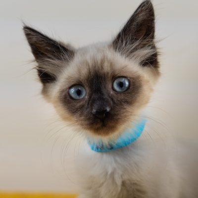 Telemundo12 blue 8-19-25-kittens-lana-14