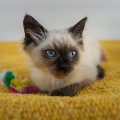 Telemundo13 any 8-19-25-kittens-lana-17