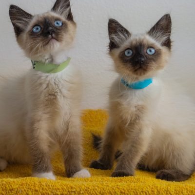 Telemundo14 greenblue 8-19-25-kittens-lana-19