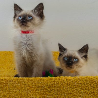 Telemundo15 redyellow 8-19-25-kittens-lana-20