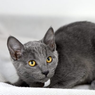 Toltec2 2023-09-14 Orange collar 2