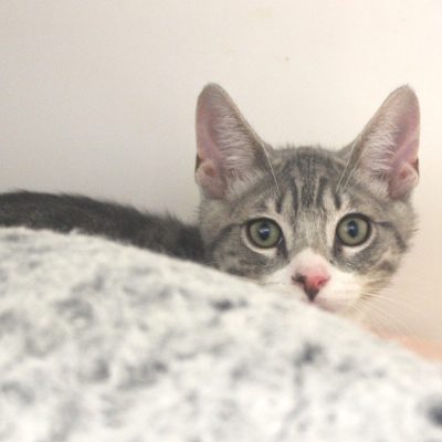 Witcher2 tabby IMG_0708