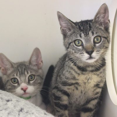 Witcher3 2 tabbies IMG_0711