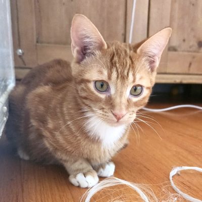 Yellow Collar