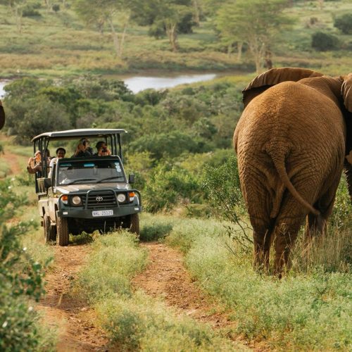 Zulu Nyala Photo Safaris