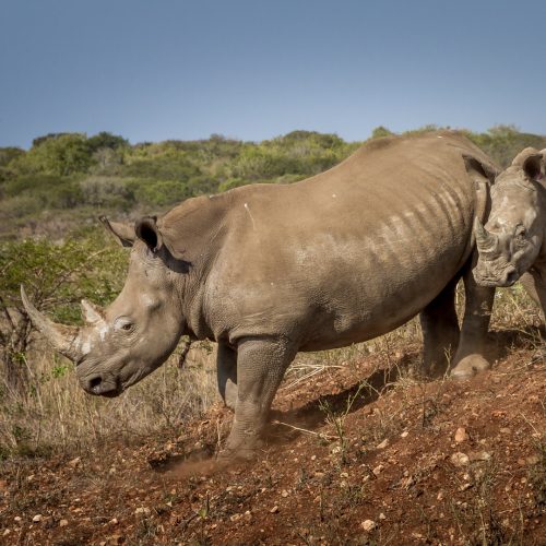 Zulu Nyala Rhino
