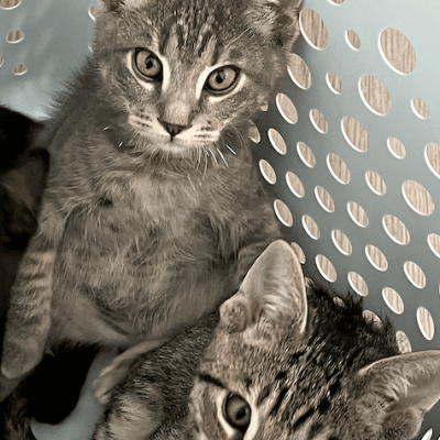 ac36fc935a1c5f91c0a6242cec3abe7e