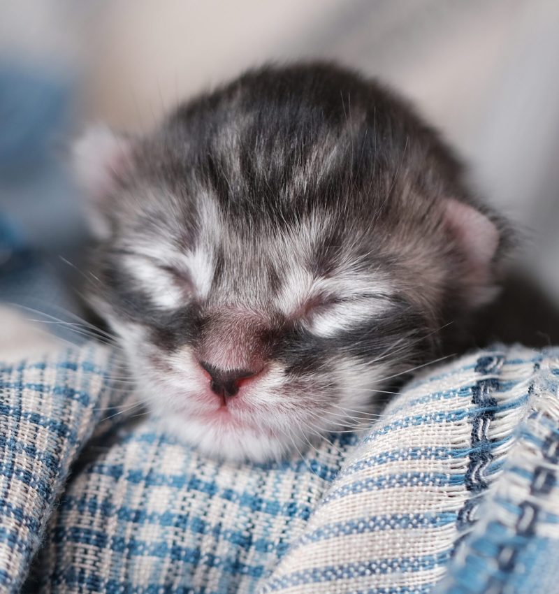 Beautiful newborn Maine Coon kittens with closed eyes. Cute pet blind kids.
