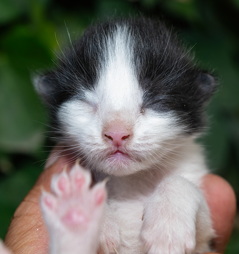 bw kitten outside