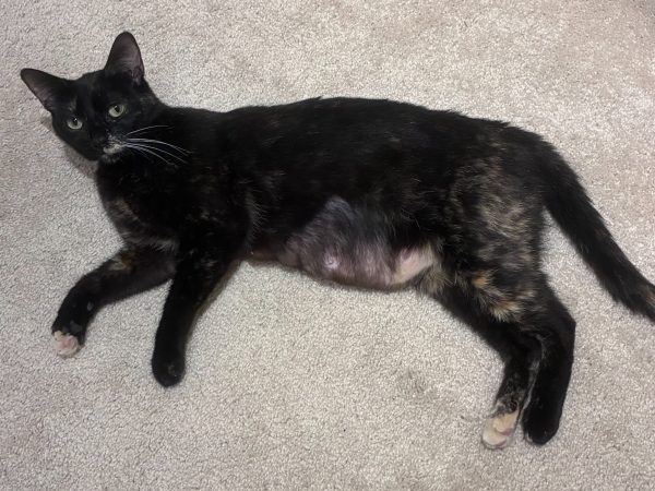 candycat (1)