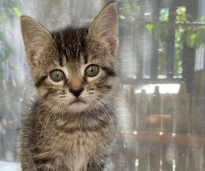 Brown tabby kitten sits by a window in their foster home.