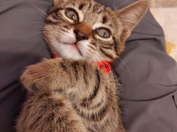 cinnamon