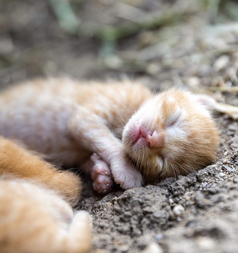 Close up portrait of newborn sleeping red hair baby kittens laying on the ground, soft background