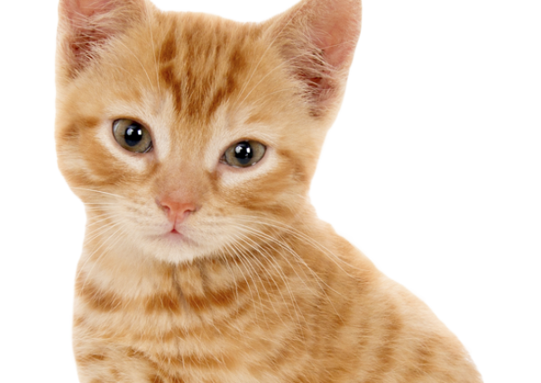 Orange tabby kitten sits like a good boy.