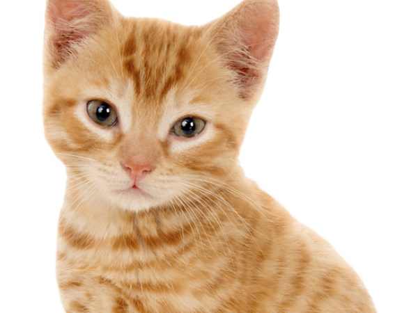 Orange tabby kitten sits like a good boy.