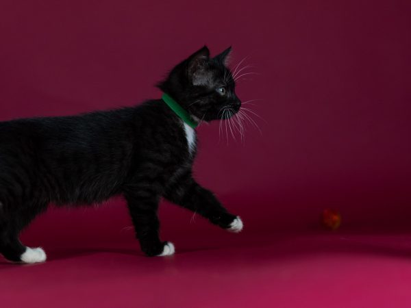 cosmo (2)