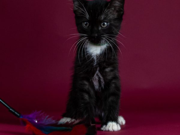 cosmo (3)