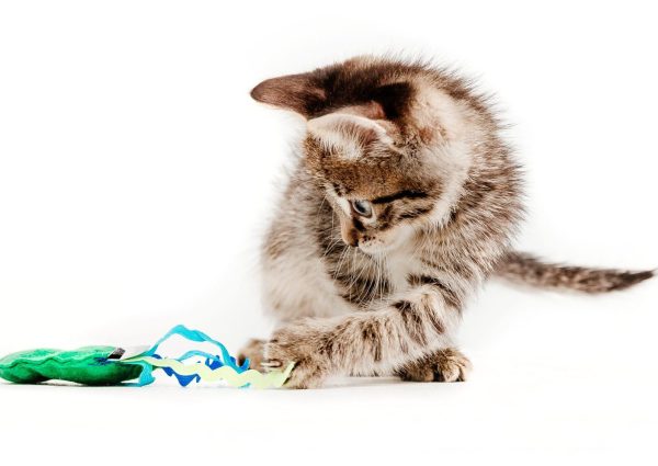cute-tabby-kitten-isolated-white-kitten-studioshot-cat-isolated-white-background
