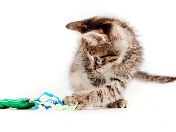 cute-tabby-kitten-isolated-white-kitten-studioshot-cat-isolated-white-background