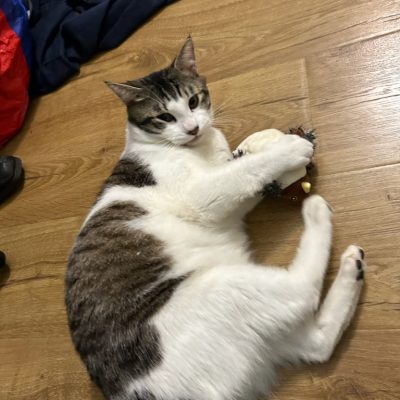 de22e015181f489694fcf3a2e261efe2