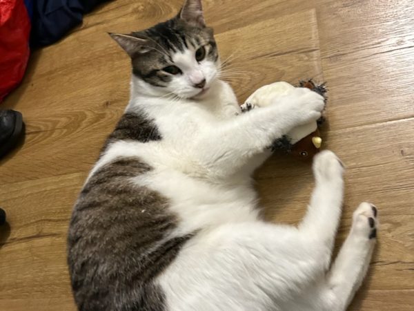 de22e015181f489694fcf3a2e261efe2