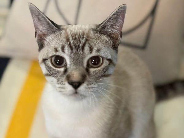 eb774dd29e8244e981b4caed6d3e2d0c