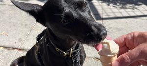food-browncap