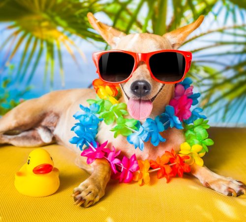 good-companion-mankind-dog