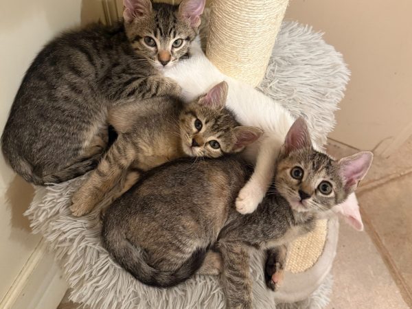 group brown tabbies