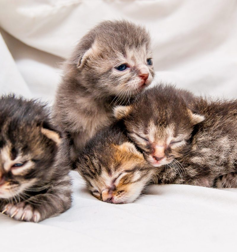 Group of newborn kittens. Blind little cute kittens are waiting for mom