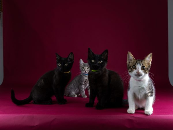 group of 4
