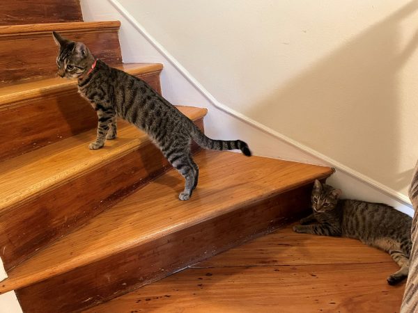 hawaiicats
