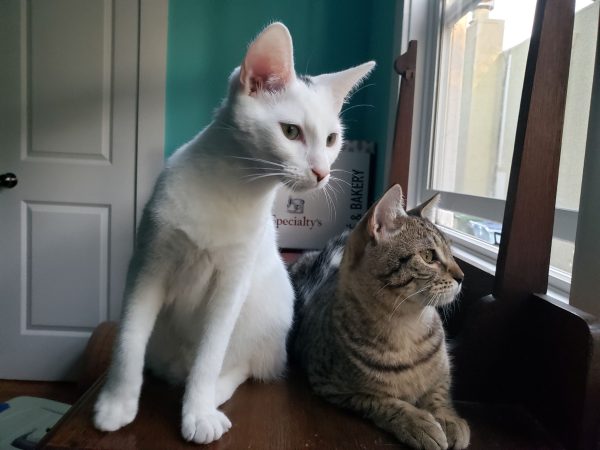 hawaiiduo1