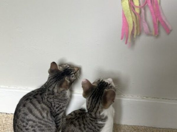 image4 (8) (1)