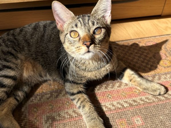 keiki