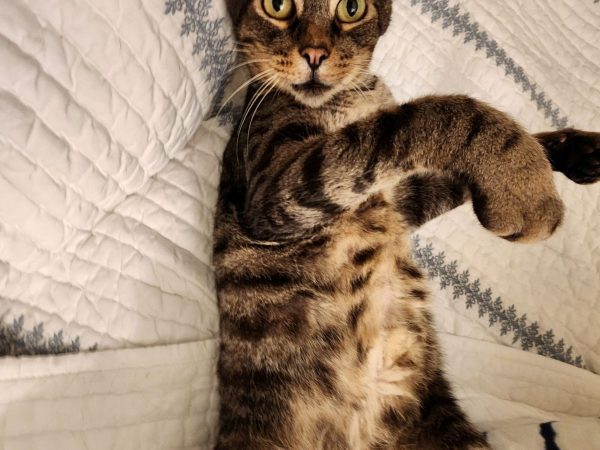 kitty (1)